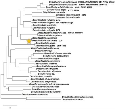 Molecular regulation of conditioning film formation and quorum quenching in sulfate reducing bacteria